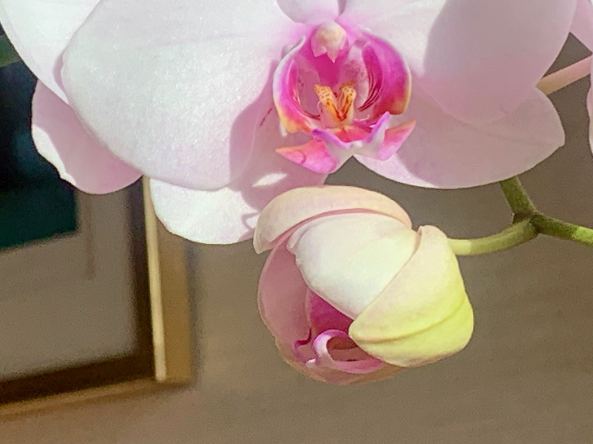 胡蝶蘭六輪目が咲きました