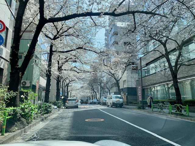 桜の季節は介護も楽しみ・目指すは可愛い高齢者