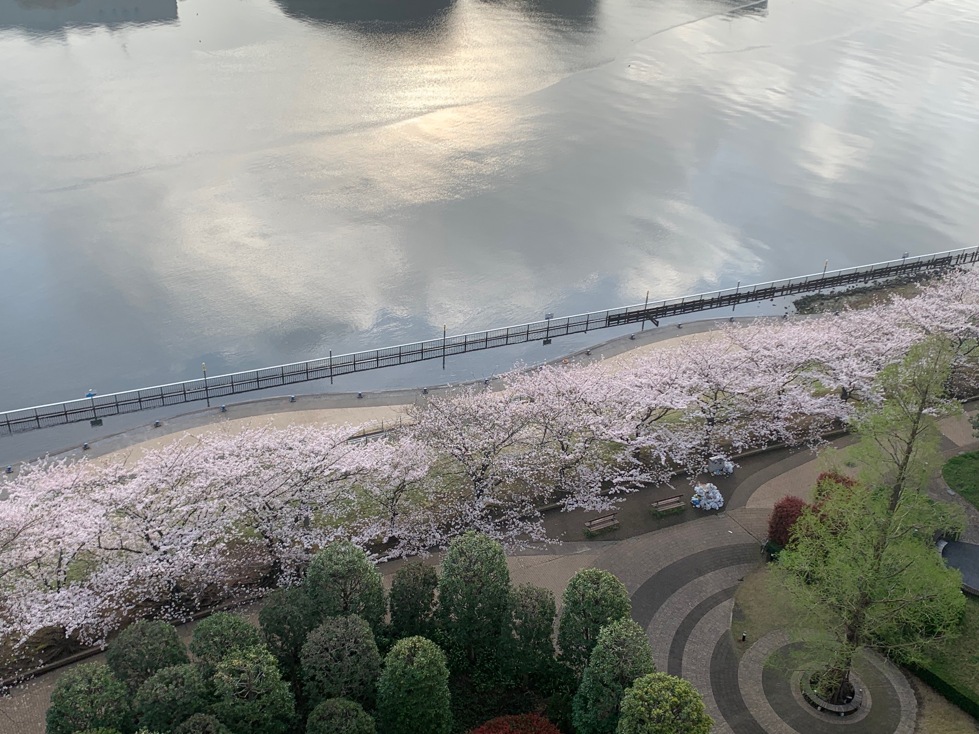 ベランダからのお花見今朝も満開「当たり前のこと」