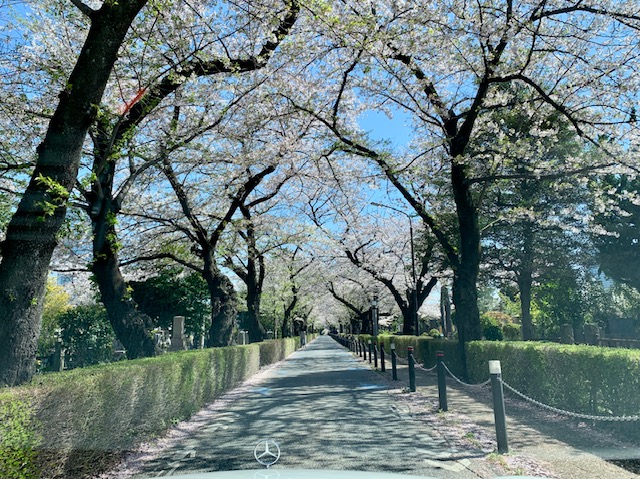 桜舞い散る桜並木の青山墓地