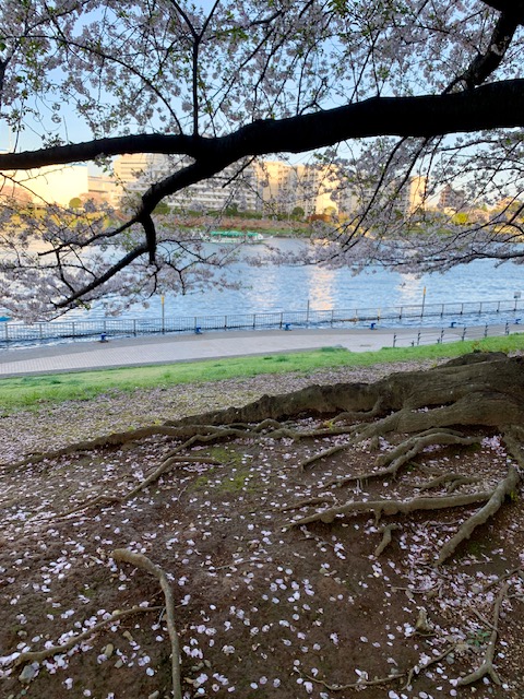 リバーシティは満開の桜並木