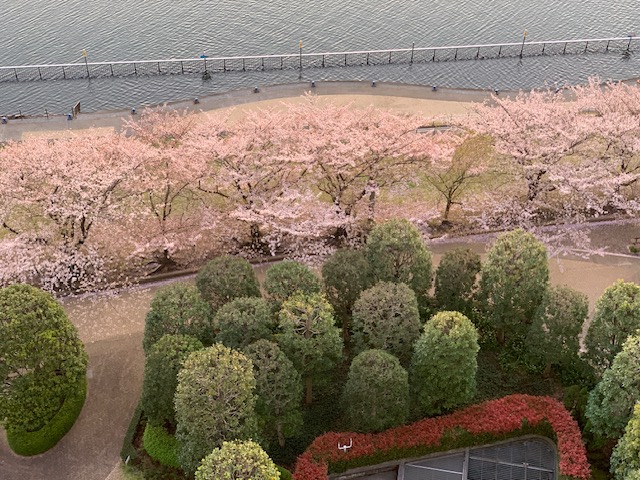 朝陽に照らされピンクが濃い桜「力ではなく優しさ」