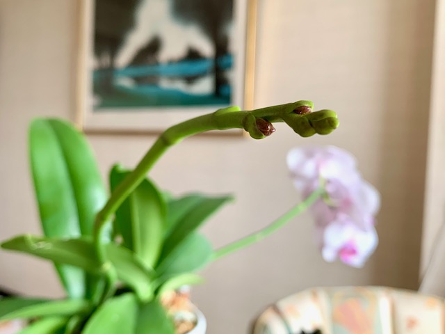 胡蝶蘭新たな花茎伸びてきました