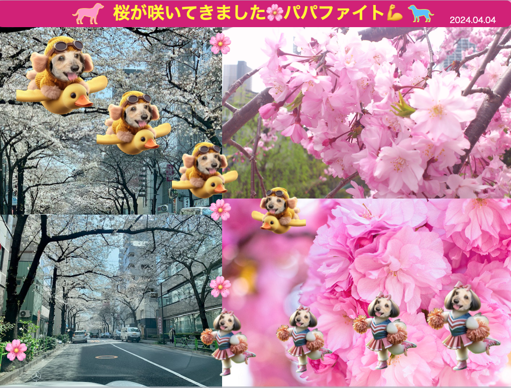 桜の面会