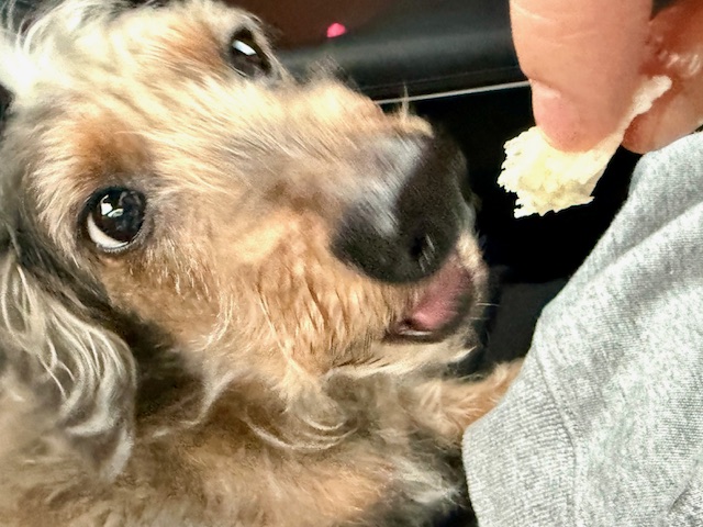 豚まんに目のないまーちゃん