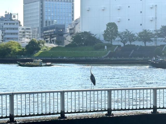 朝一番蝉の声