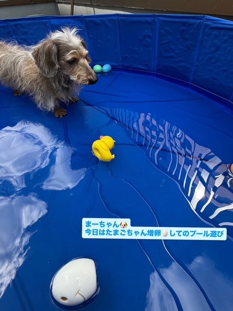 まーちゃん、今日も卵ちゃんを増やして連日プール