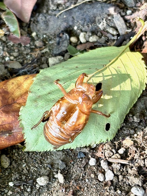蝉の抜け殻みぃ〜つけた