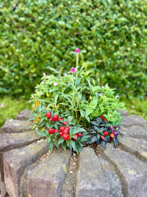 秋らしい小花に植え変わりました