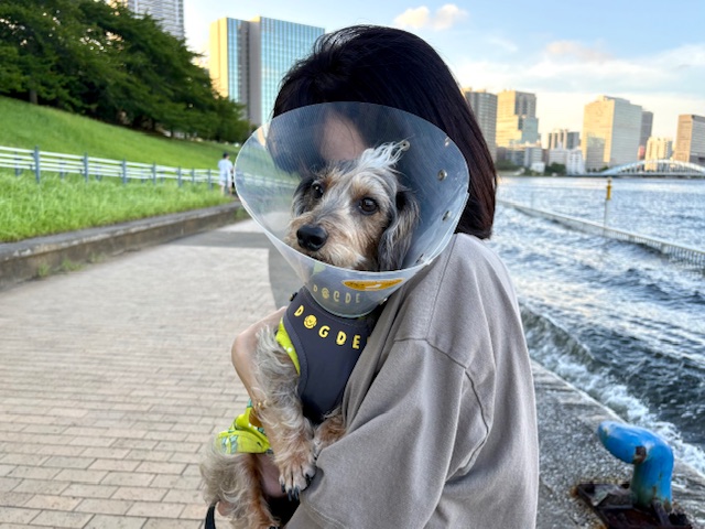 エリザベスカラーのまーちゃん