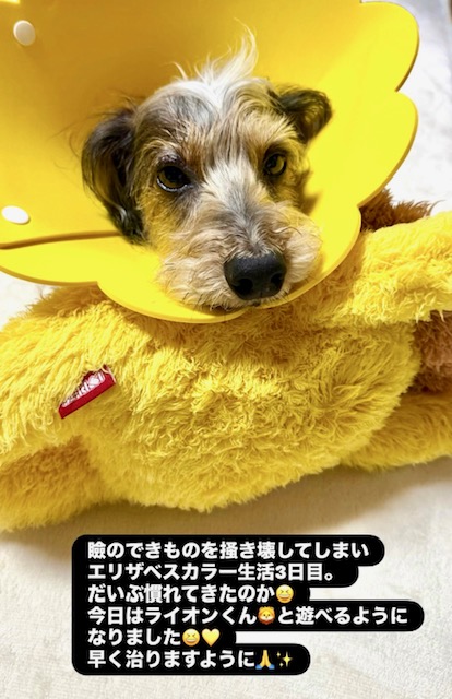 まーちゃんからエリザベスカラーのお便り