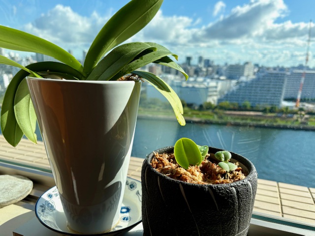 蘭の夏休み終わり