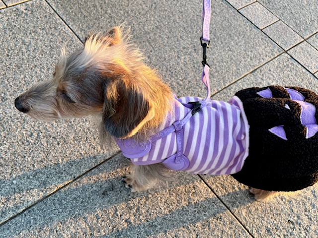 ハロウィンまーちゃんお散歩風景