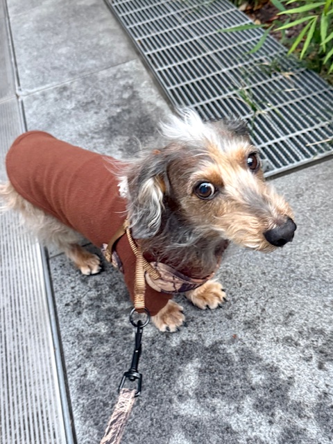 今日のまーちゃんは秋色ココアブラウン
