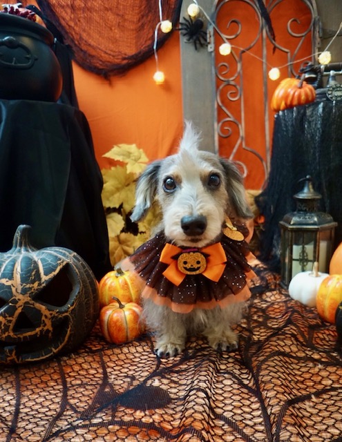 まーちゃんのハロウィン