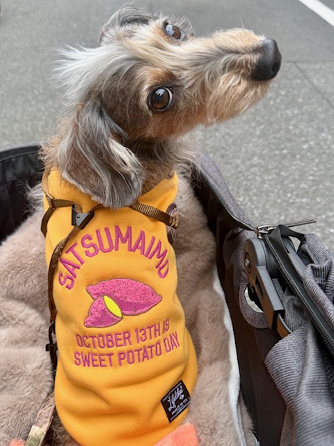 まーちゃんの冬は温かくさつまいもと栗