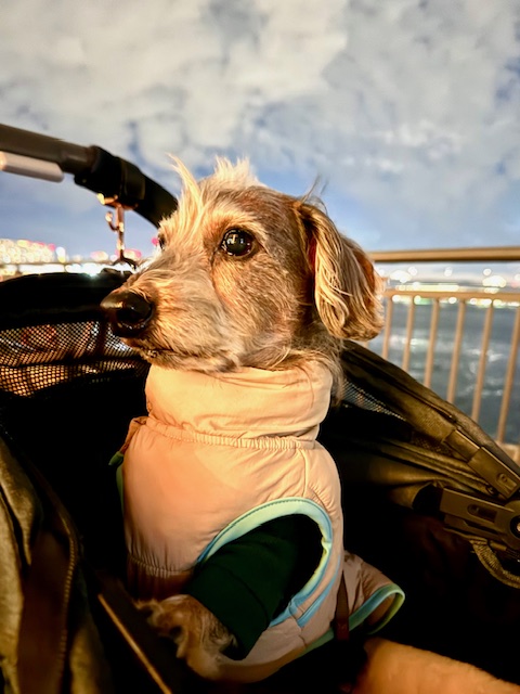 何でも一生懸命取り組むまーちゃん