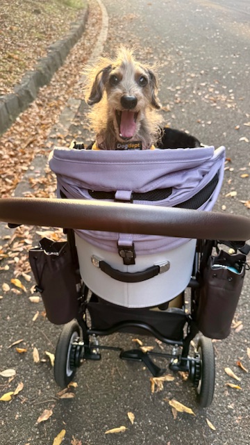 まーちゃんはエアーバギーで颯爽とお散歩