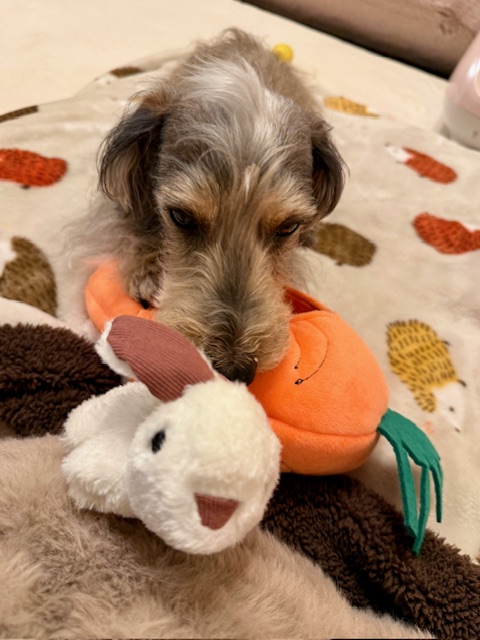 まーちゃんに素敵な知育玩具いただきました