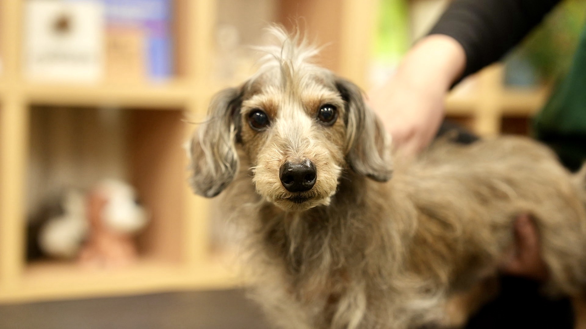 まーちゃんも整体で元気いっぱい