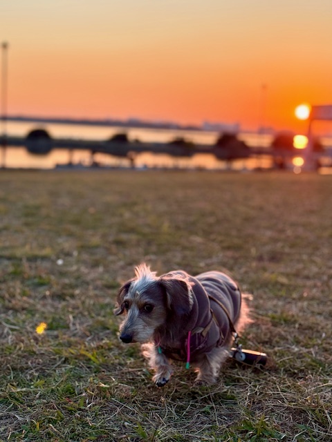 夕陽を浴びる今日のまーちゃん
