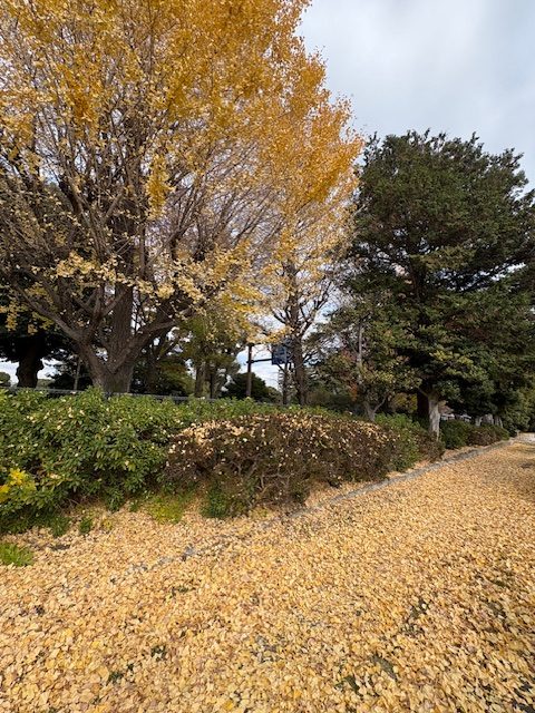 さすがに広大な青山墓地