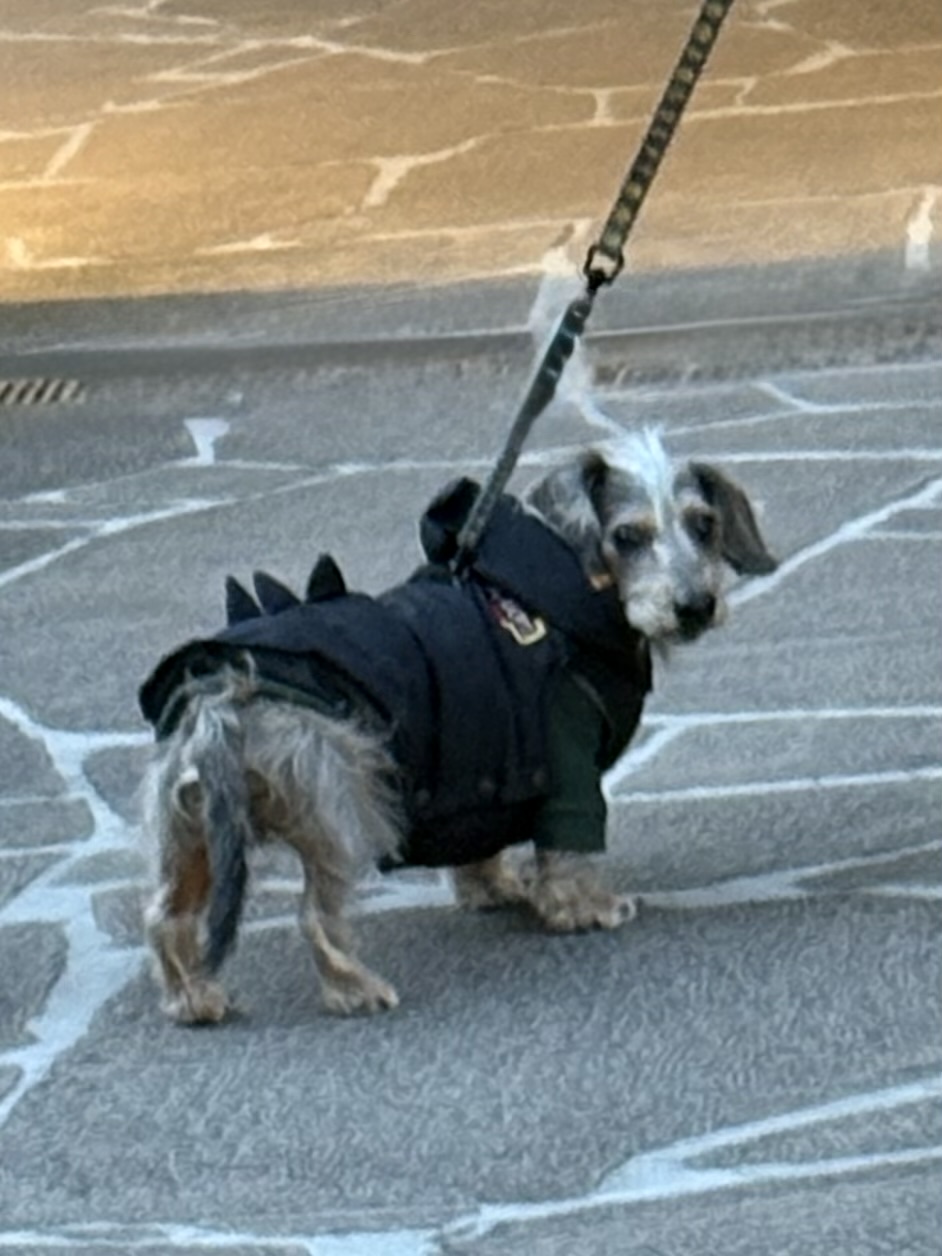 まーちゃんは恐竜ダウン