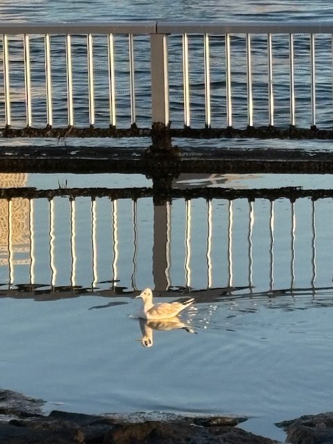 朝の気まぐれウォーキング