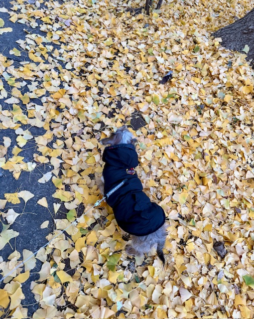 砧公園で銀杏を踏み締めて散歩しているまーちゃん