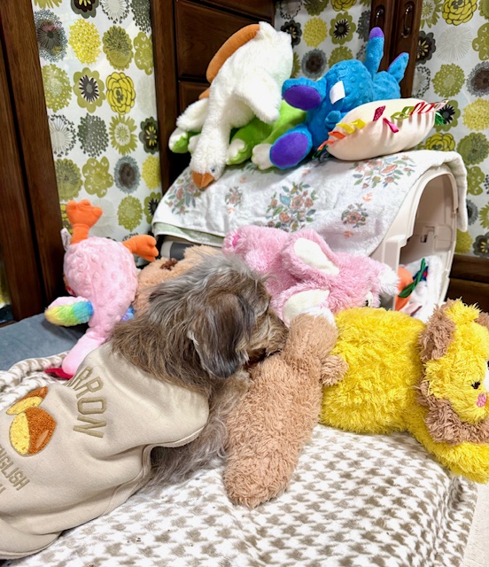 まーちゃんのおもちゃ広場