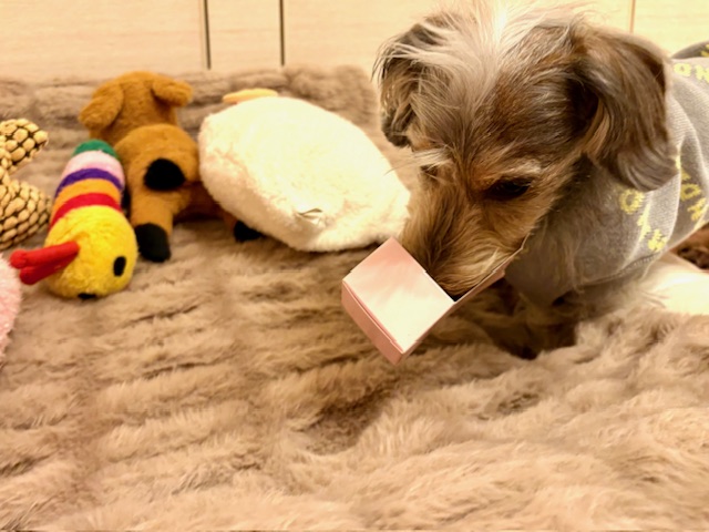 アベントカレンダ−まーちゃんは自分のお菓子で