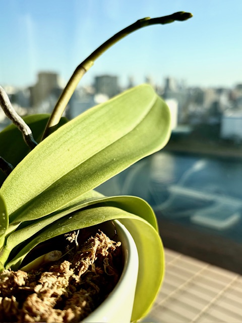 我が家の胡蝶蘭