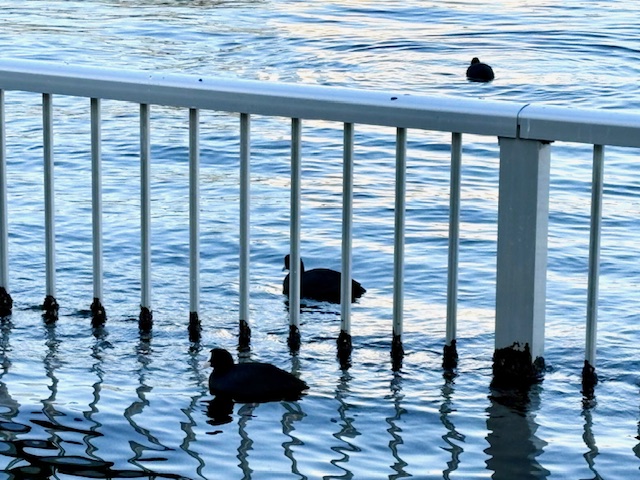 3羽の真っ黒な鳥