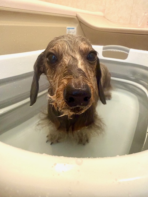 今年からお風呂桶が大きなって楽々入浴中