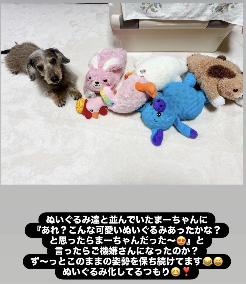 ぬいぐるみになったまーちゃん