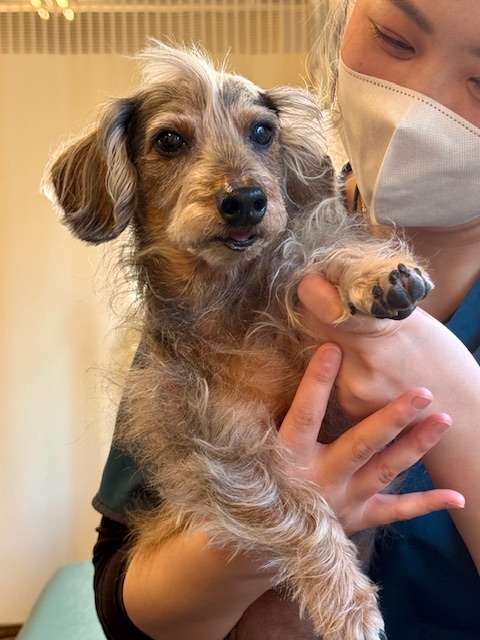 まーちゃんは整体で今日も体調管理