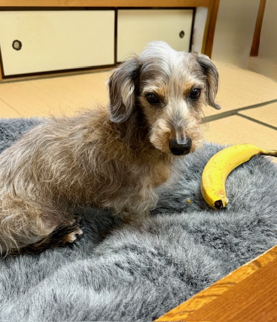 まーちゃんは最近バナナがお気に入り