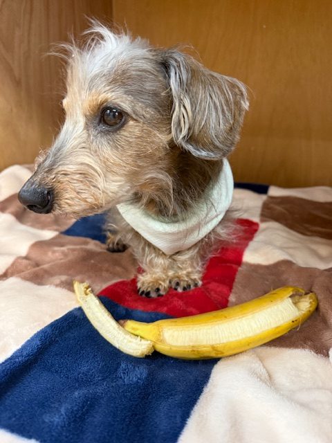 まーちゃんはついに自分でバナナの皮がむけます