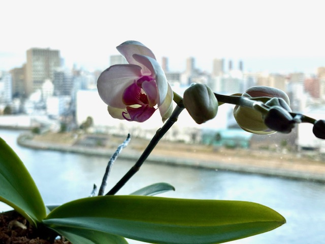 10年越しの胡蝶蘭ついに開花