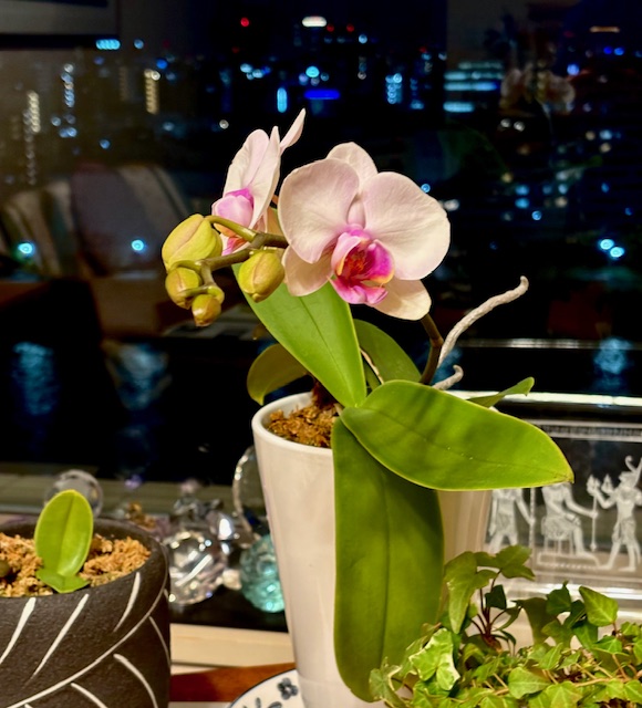 胡蝶蘭がもう一輪咲きました