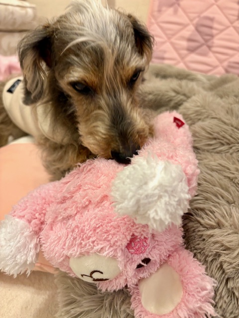 我が家のパンチまーちゃん