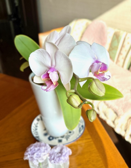 3輪目の胡蝶蘭咲きました