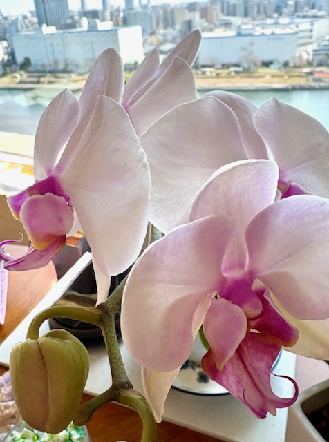 胡蝶蘭四輪目が咲きまし