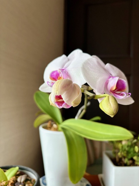 5輪目が咲きかけてます