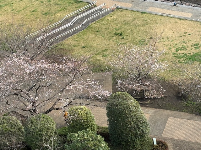 大きな朝陽「やるかどうか」