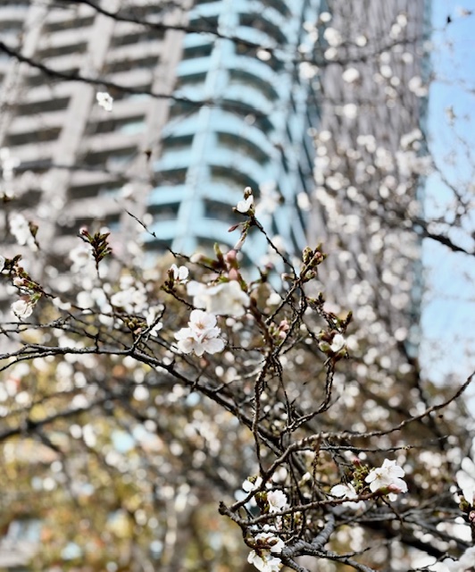 雨上がりの朝の気まぐれウォーキング-桜編１