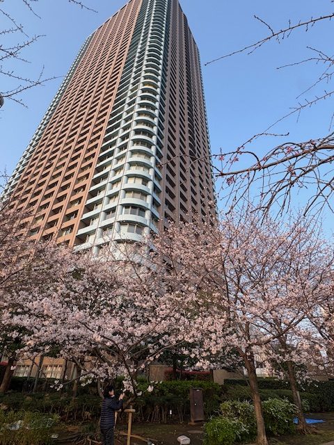 桜に誘われ朝の気まぐれウォーキング