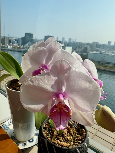 胡蝶蘭５輪目もしっかり咲きました