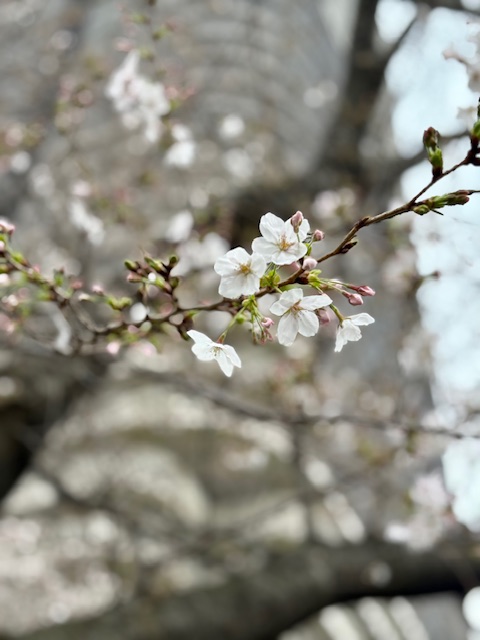 朝の気まぐれウォーキング/北と北西へ