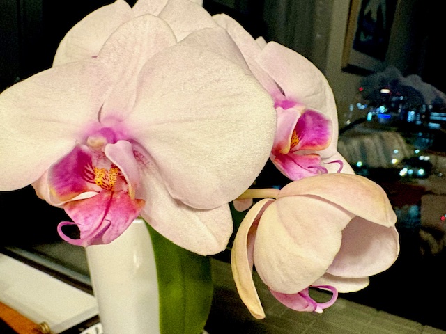 胡蝶蘭６輪目が咲き始めました